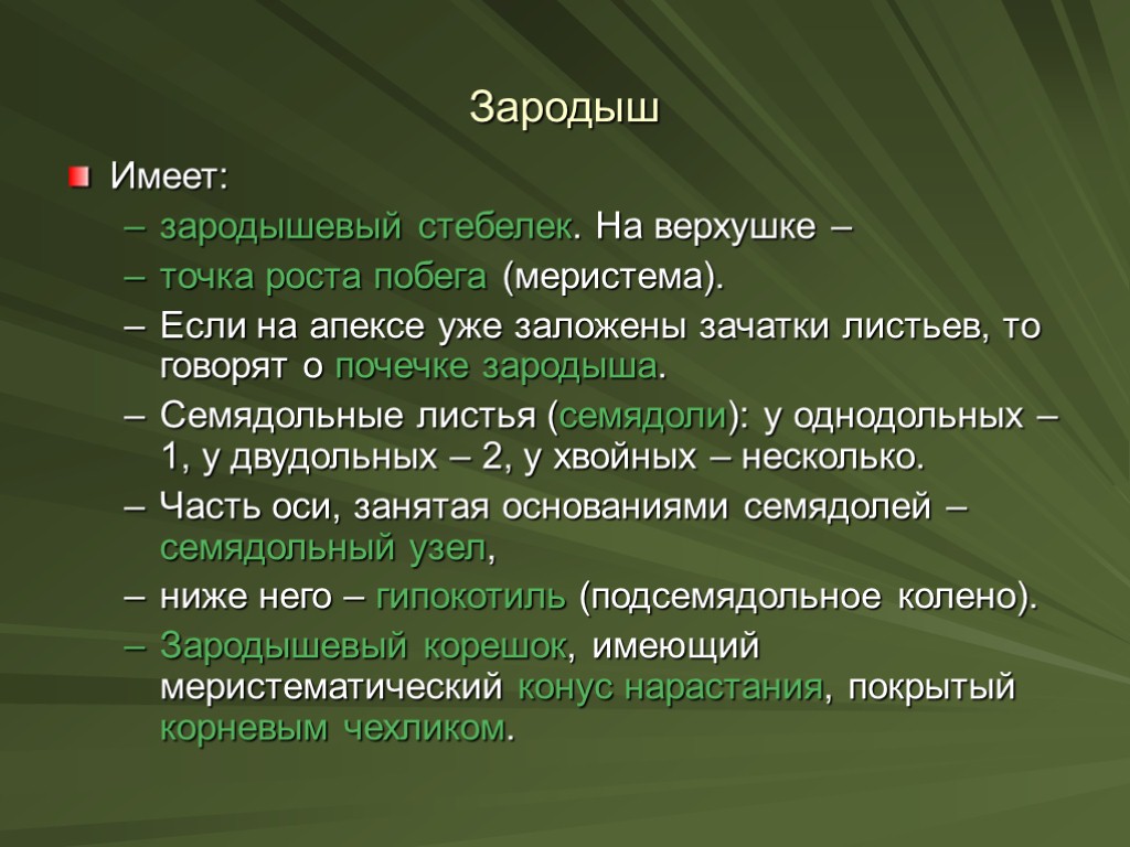 Зародыш Имеет: зародышевый стебелек. На верхушке – точка роста побега (меристема). Если на апексе